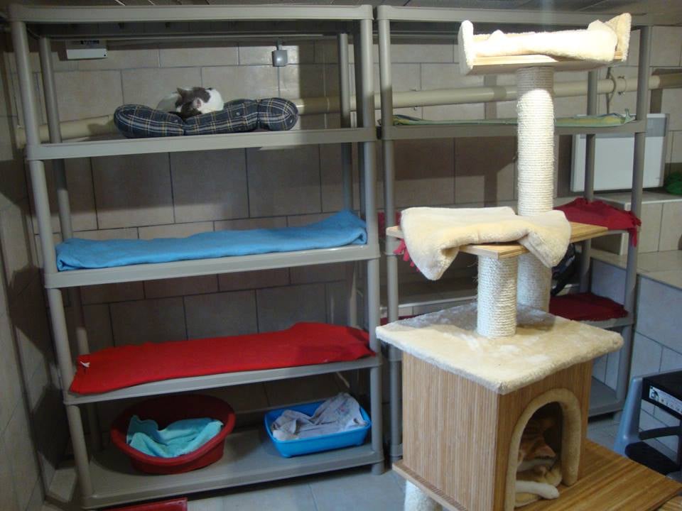 Association "Les Chats de Limeil" 2